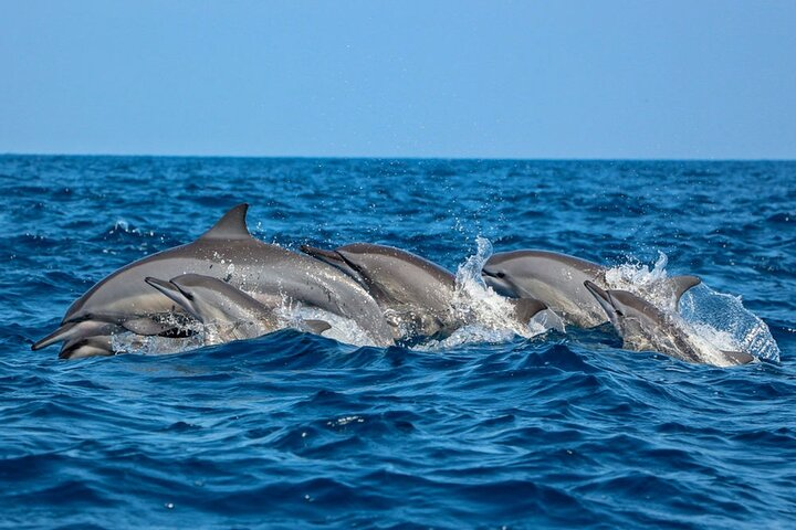 Dolphin and Whale Watching in Negombo - Photo 1 of 6